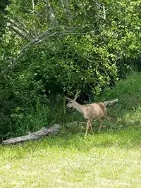A deer with small antlers stands on a grassy area near a fallen log in Shelter Cove. The background is filled with dense green foliage and trees, indicating a forest or wooded area. The deer appears alert and is looking towards the camera.